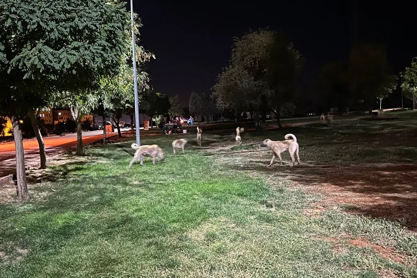 Başıboş köpekler mesire alanını kullanılamaz hale getirdi