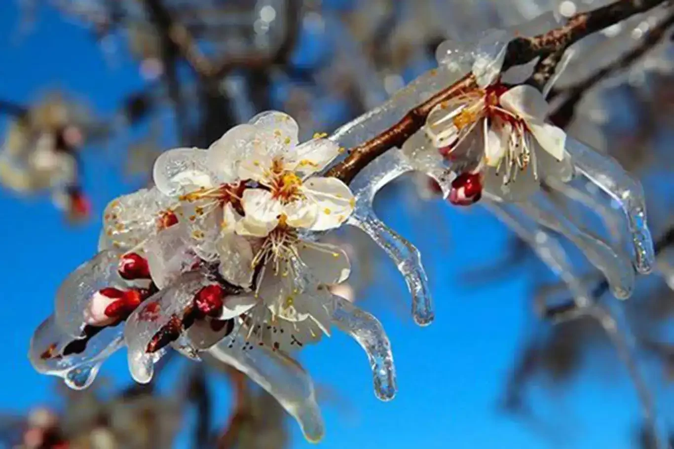 Meteorolojiden zirai don uyarısı