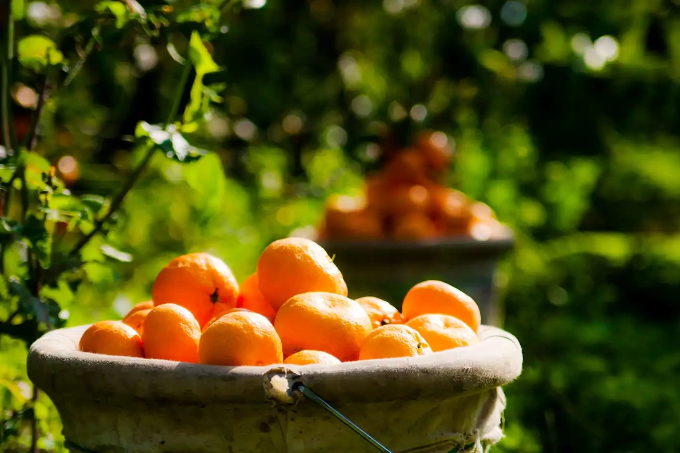 Mandalina ihracatında yüzde 10 artış hedefleniyor