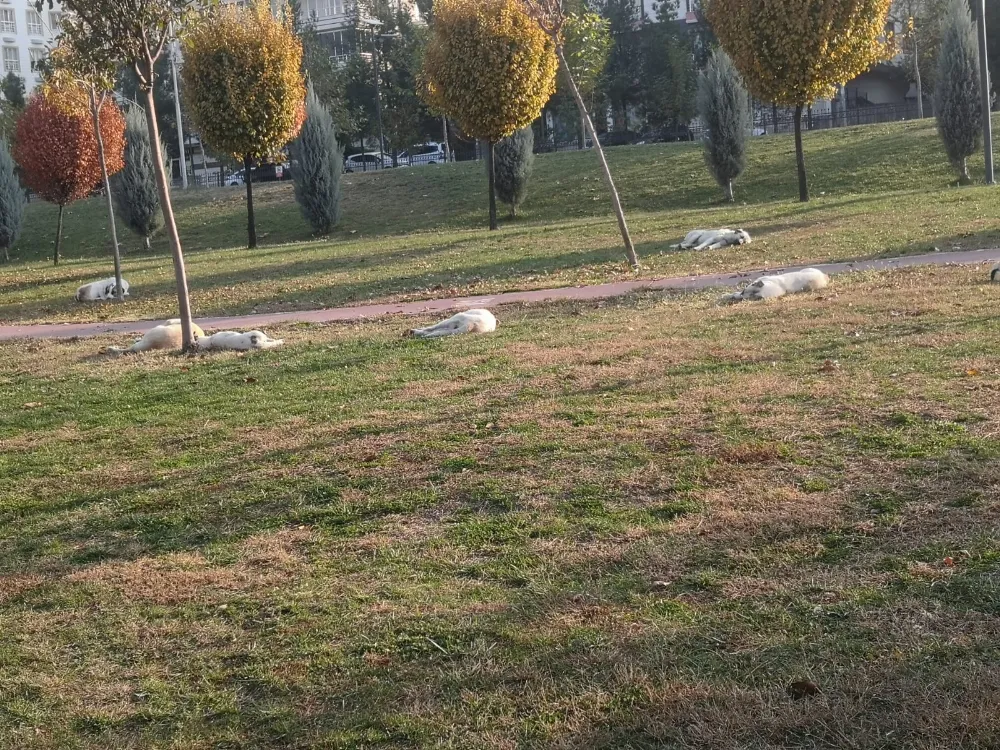 Salih Gök parkında başıboş köpekler vatandaşları tedirgin ediyor