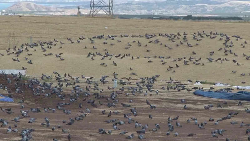 Binlerce güvercin buğday pazarını mesken tuttu

