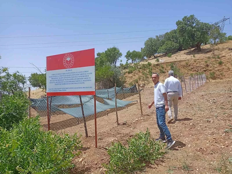 Siirt’te salep üretimi yapılacak
