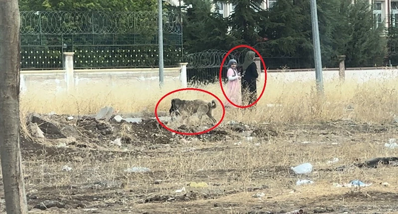 Diyarbakır’da başıboş sokak köpekleri telef ettiği kediyi yemek için yer aradı
