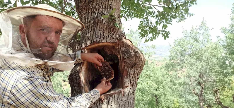 Ağaçların kovuklarından çıkarılan balın kilosunu 8 bin liradan alıcı buluyor
