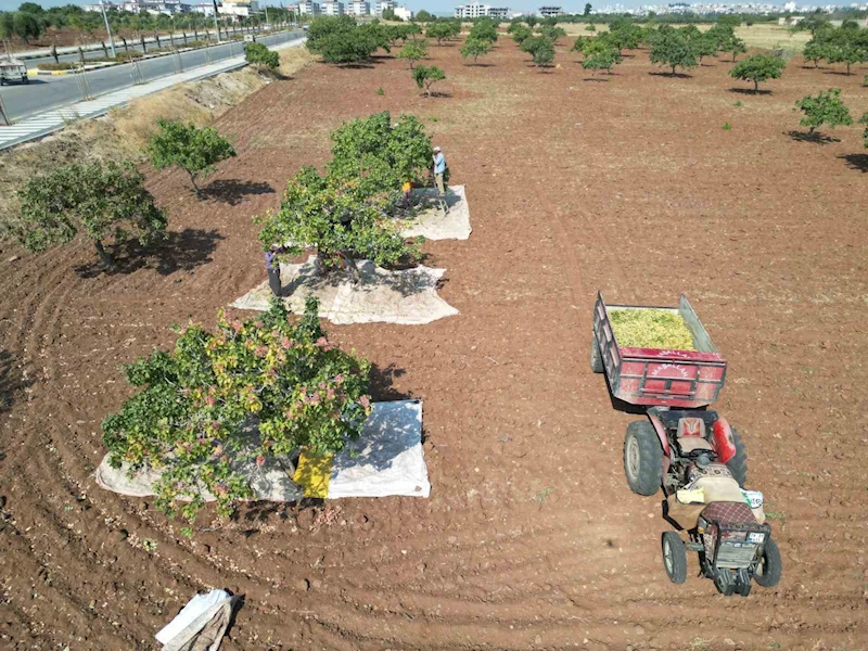 Kilis’te fiyatı altın ile yarışan boz fıstığın hasadı başladı
