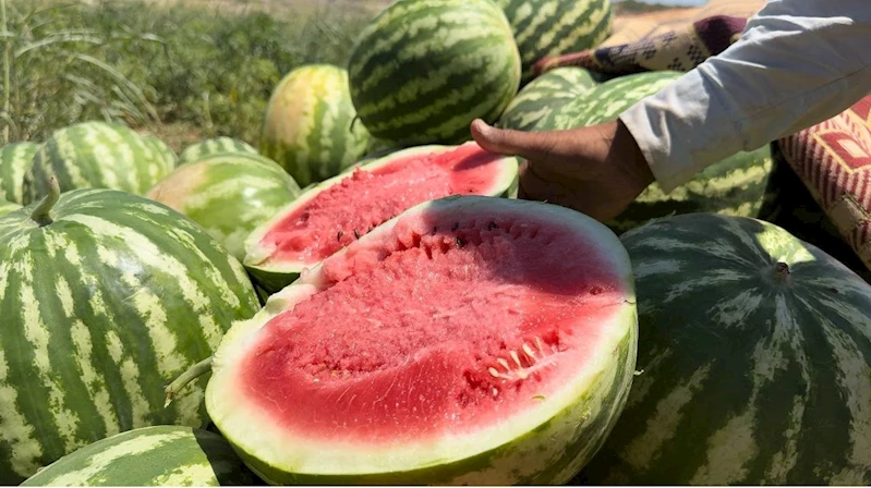 Şanlıurfa’da yerli karpuzun hasadına başlandı
