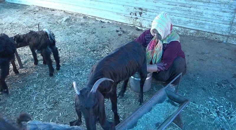 Depremzede kadın besici, devlet desteğiyle besiciliğe devam ediyor
