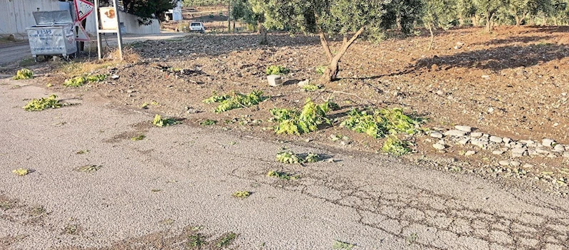 Kilis’te sağanak zeytin ve fıstık ağaçlarına zarar verdi
