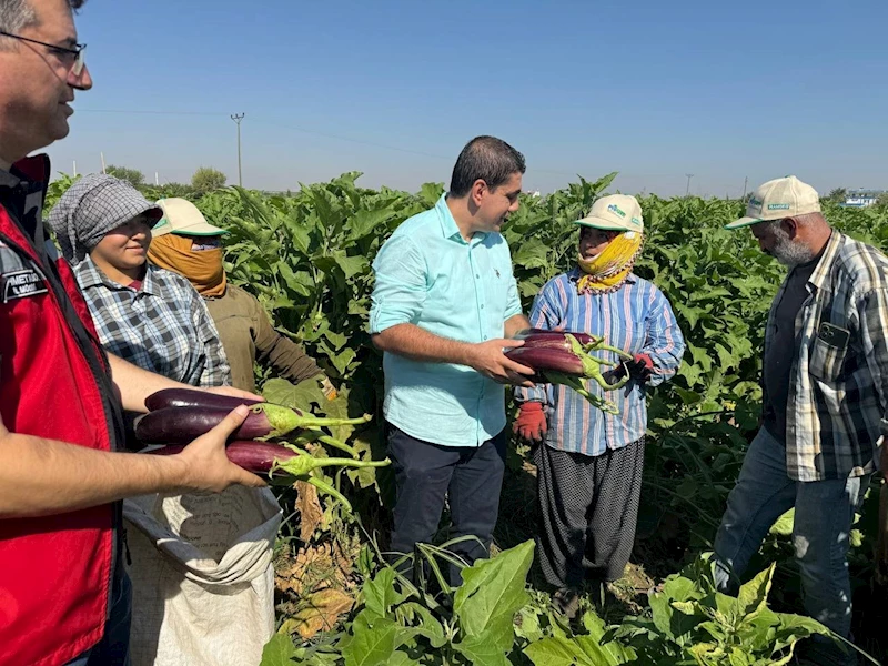 Tescilli Birecik patlıcanında hasat başladı
