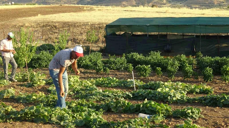 Gercüş’te etçil dev çekirge görüntülendi
