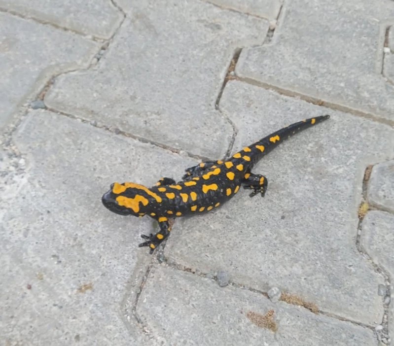 Adıyaman’da sarı benekli semender görüldü
