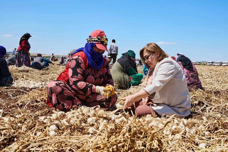 Çiftçiye 8 milyon 432 bin 925 litre mazot desteği verildi
