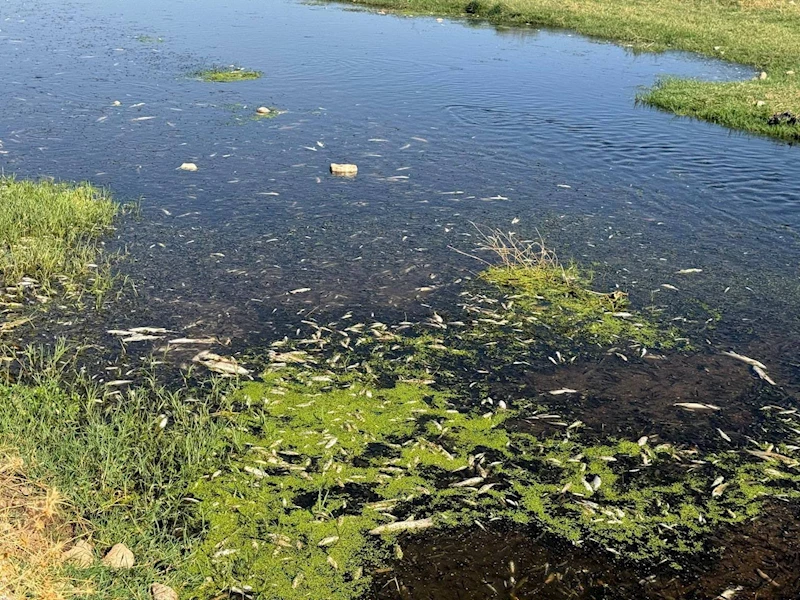 Balık ölümlerine neden olan fıstık ve zeytin yağı tesisine ceza
