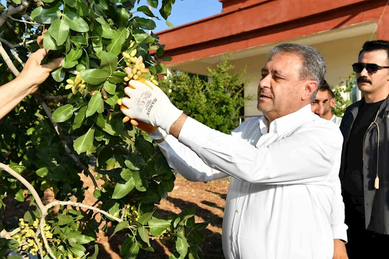 Fıstıkta 180 bin ton rekolte bekleniyor
