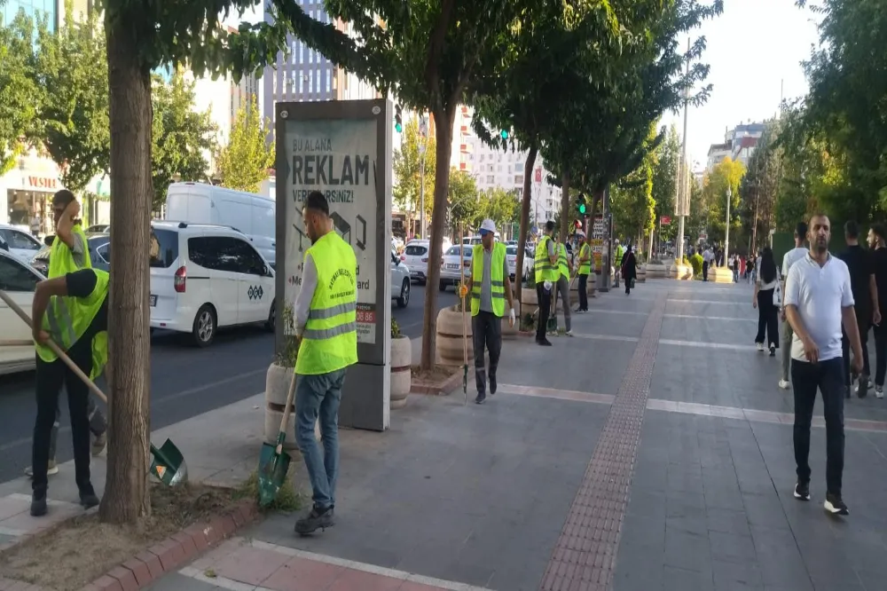 Kent yabani otlardan arındırılıyor