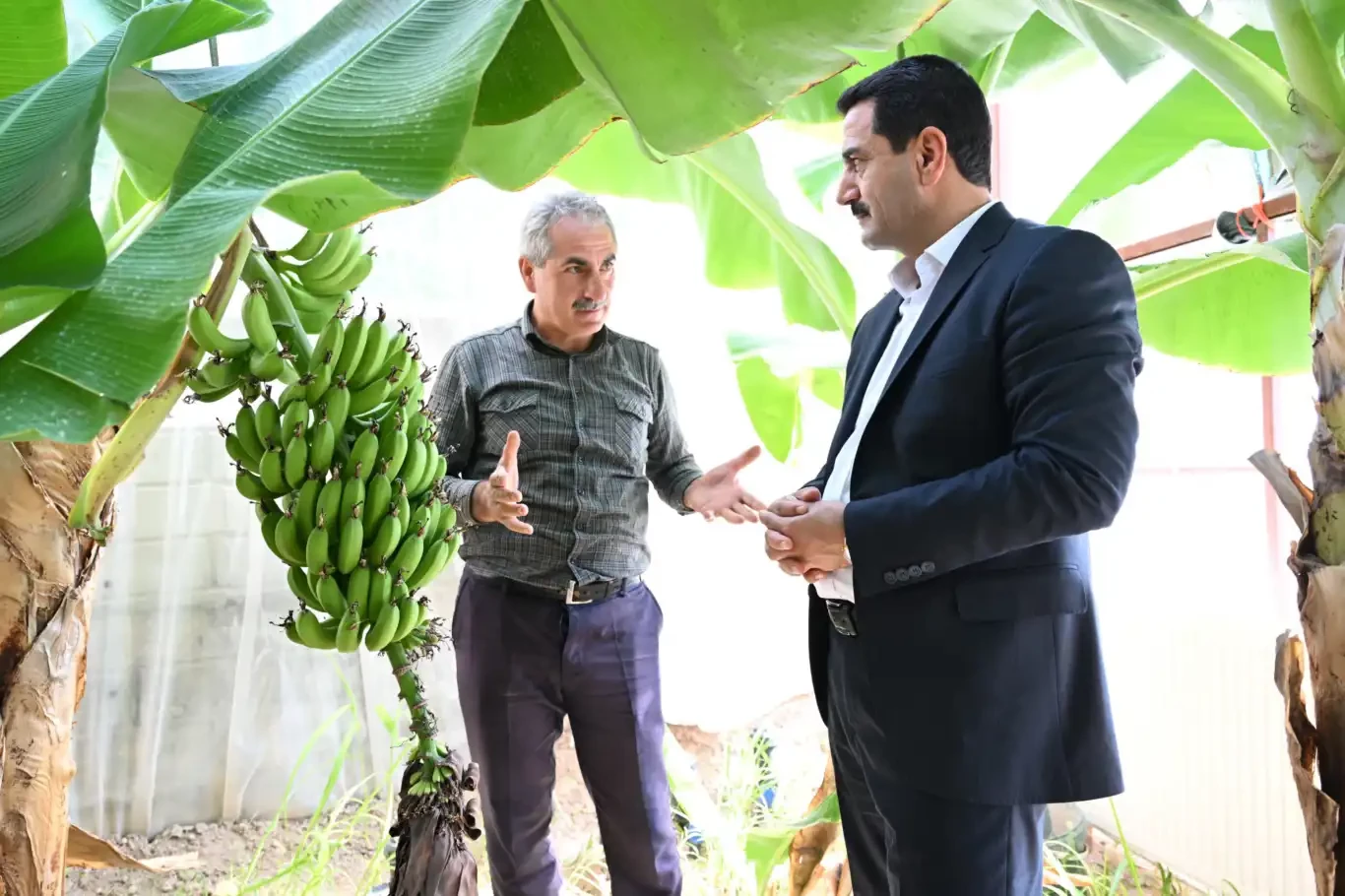 Battalgazi’de muz hasadı başlıyor