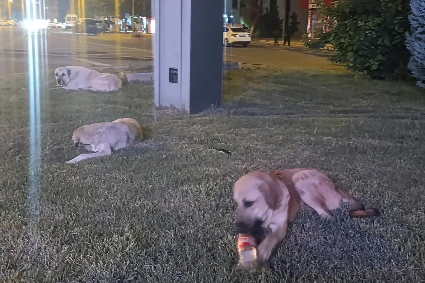 Köpeklerin saldırısından kaçan çocuğu sürücü kurtardı