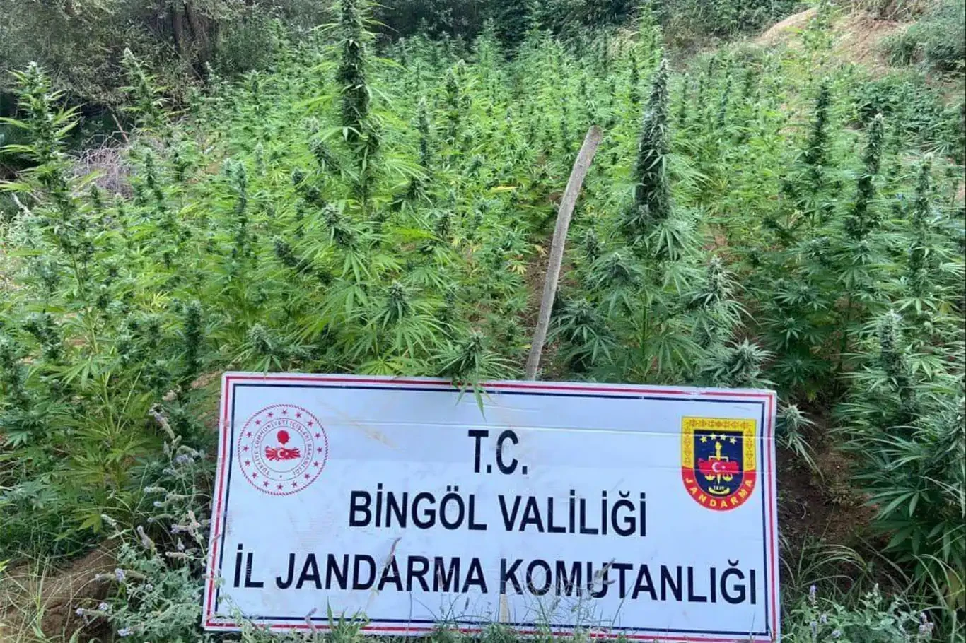 Bingöl