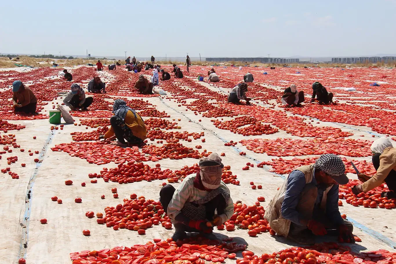 Tarım işçilerinin kavurucu sıcaklarda 