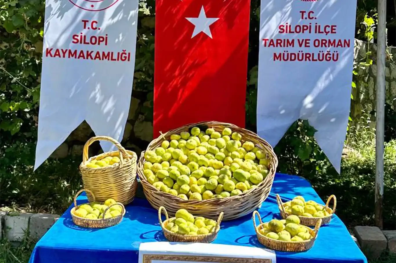 Tescillenen Silopi incirinin hasadı yapıldı