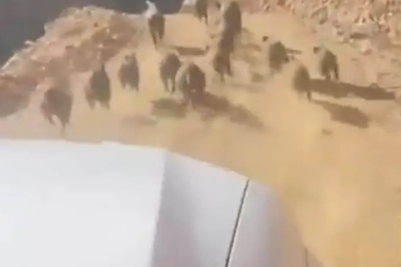 Bingöl’de yaban domuzları köylülerin kâbusu haline geldi