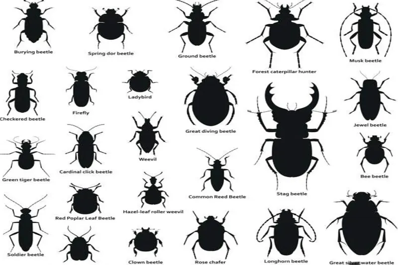 Bingöl İl Tarım ve Orman Müdürlüğü’nden