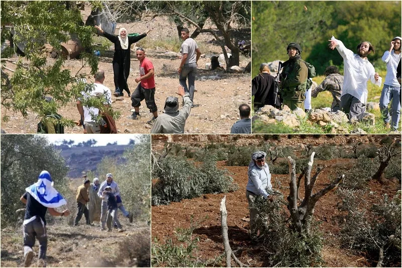 Siyonist rejim ve Yahudi çeteler Batı Şeria’da Filistinlilere ait tarım arazilerine zarar veriyor