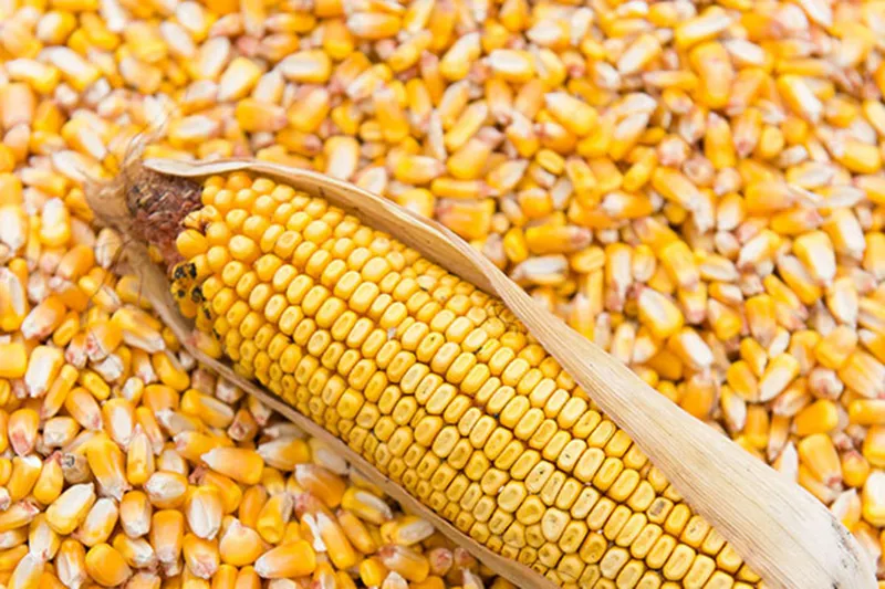 TİGEM, 1400 ton dane mısırı ihaleyle satışa sunacak