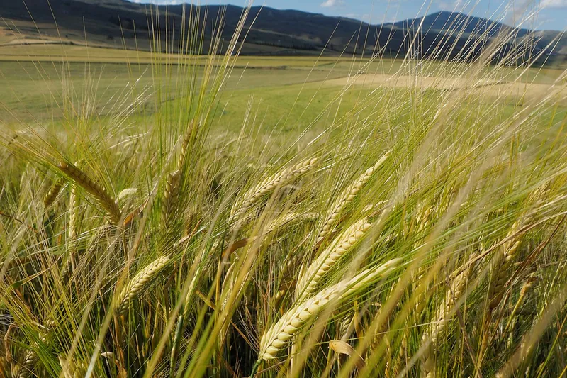 Dünyanın en büyük arpa üreticileri açıklandı