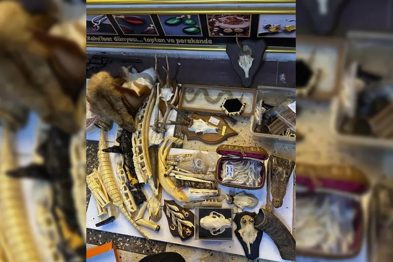 İstanbul’da yasaklı yaban hayatı ürünlerine denetim: Fil dişi ve timsah derisi ele geçirildi