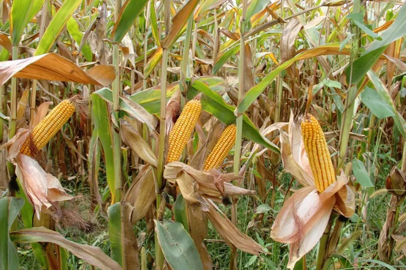 Arpa ve mısır ithalatında tarife kontenjanı 1 milyon ton oldu