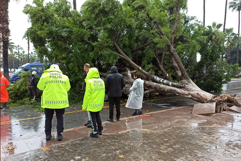 Mersin’de devrilen ağaç 3 aracın üzerine düştü