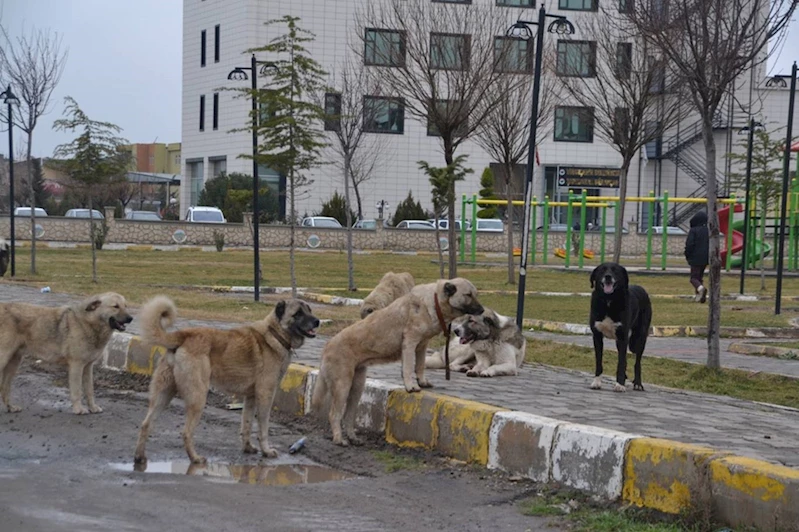 Belediyeler serbest bırakılan her sahipsiz köpek için cezalandırılacak