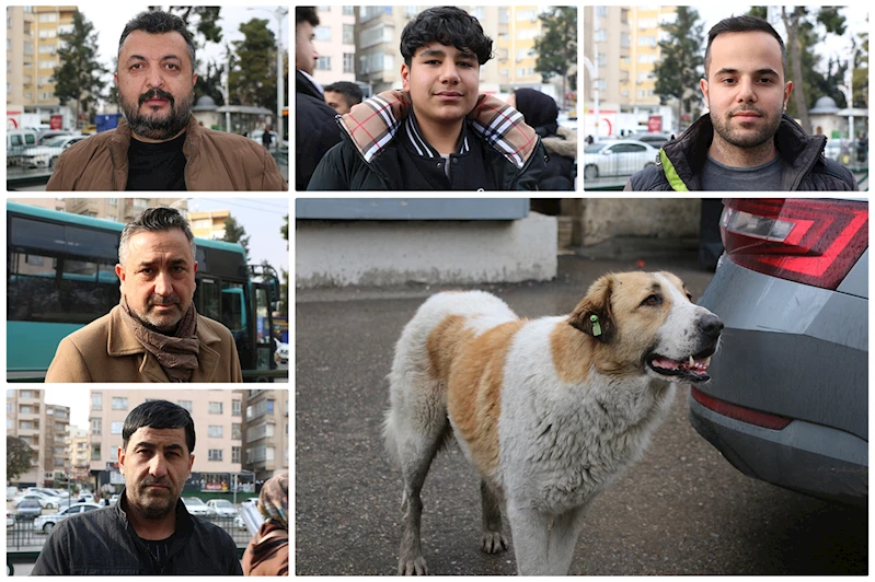 Sahipsiz hayvanlar için belediyelere para cezası uygulanmasına halktan destek