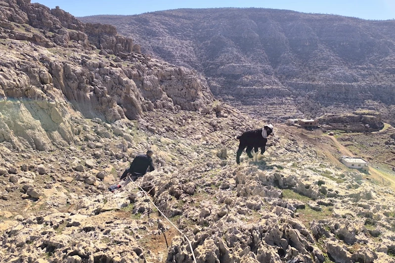 Mardin’de kayalıklarda mahsur kalan 17 oğlak kurtarıldı