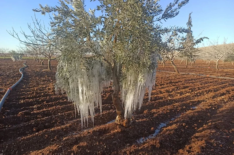 Şanlıurfa’da ağaçlar kırağı tuttu 