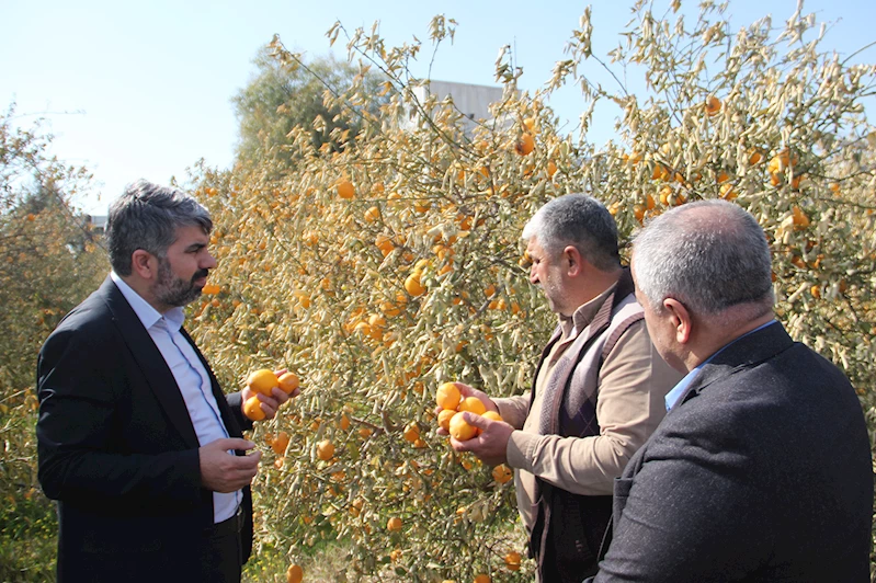 Milletvekili Dinç: Zirai dondan etkilenen yerler 