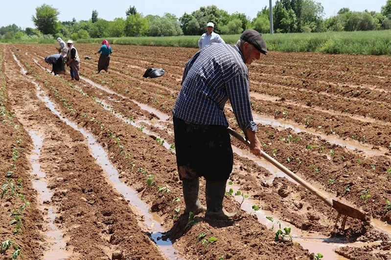 Üreticilere 5,1 milyar lira destekleme ödemesi yapılacak