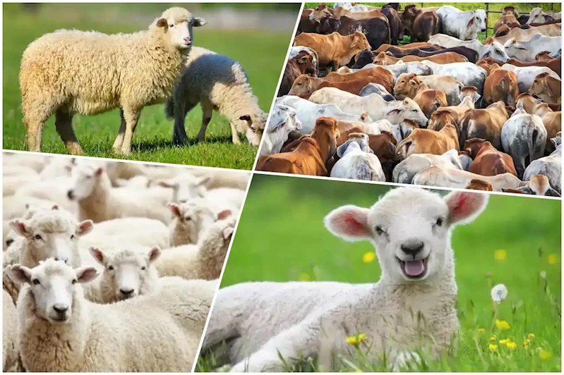 Şanlıurfa 2025 kurban kesim alanları açıklandı