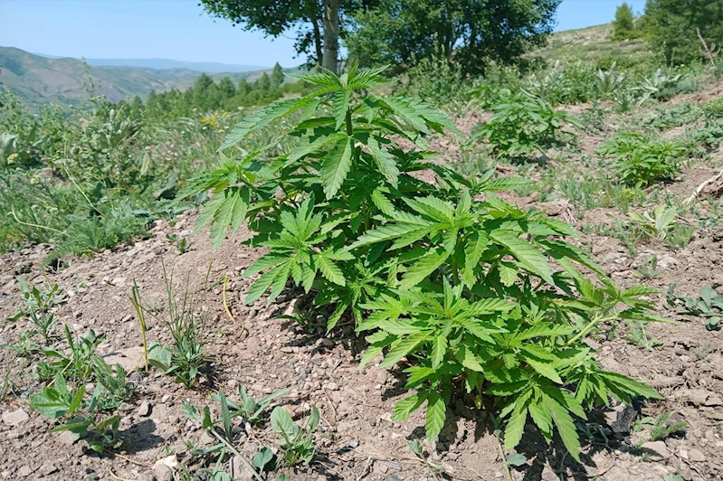 Bingöl