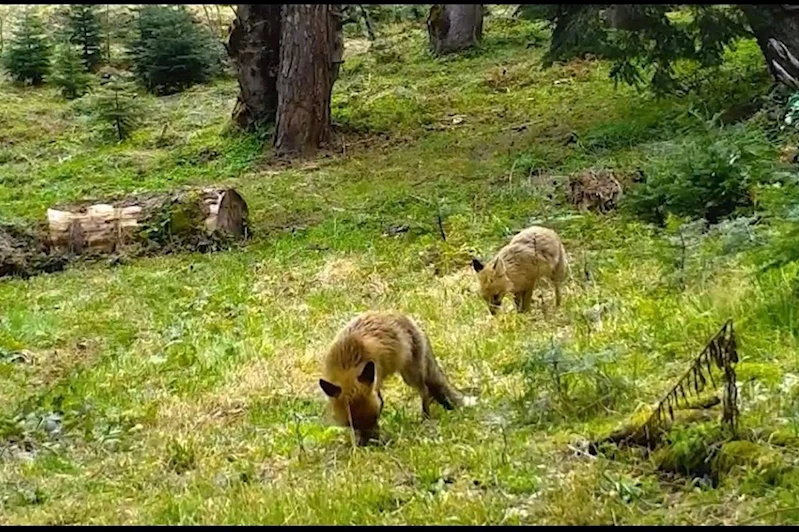 Bursa