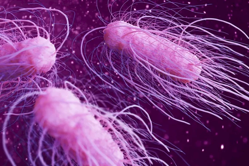 ABD’de salmonella alarmı