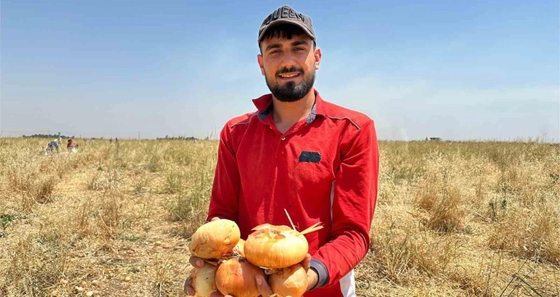 Satamadığı soğanı hayrına dağıttı, yüzlerce kişi tarlaya akın etti