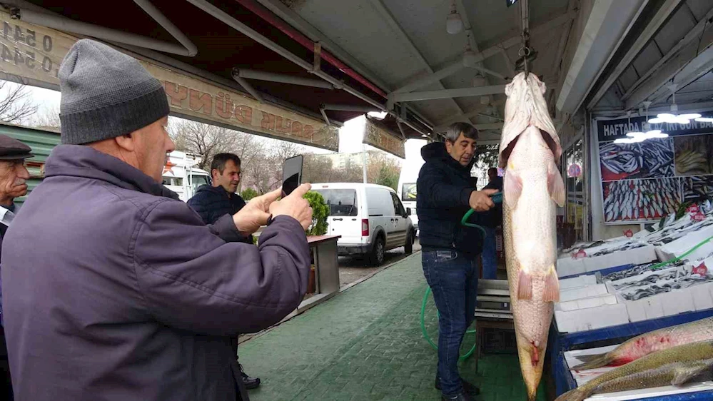 Siirt’te dev turna balıkları tezgahta yoğun ilgi gördü